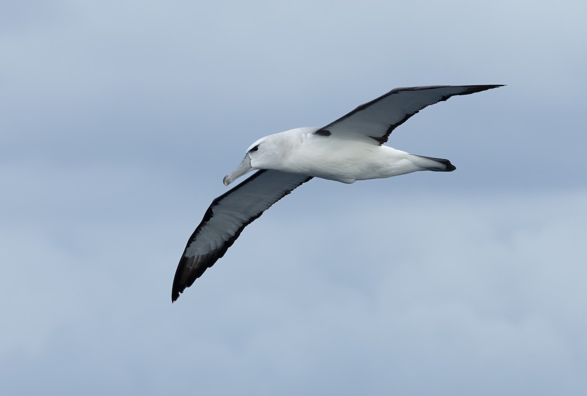 White-capped Albatross - ML620698808