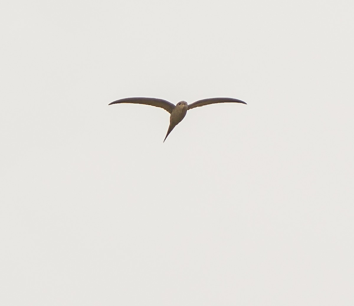 African Palm Swift - ML620698811