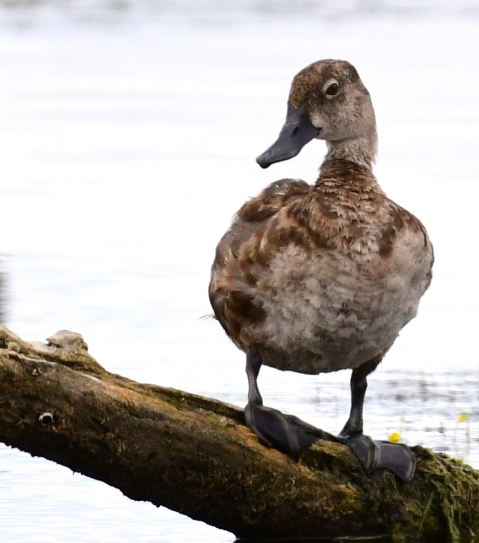 Dendrocygne à ventre noir - ML620698812