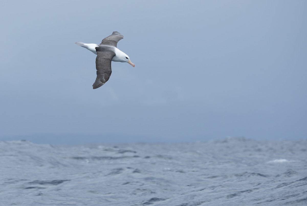 svartbrynalbatross (melanophris) - ML620698813