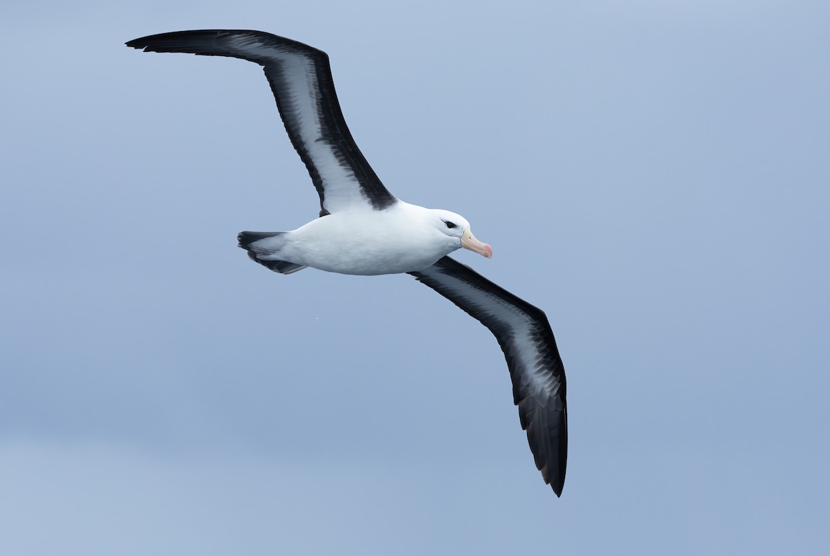 Albatros à sourcils noirs (melanophris) - ML620698814