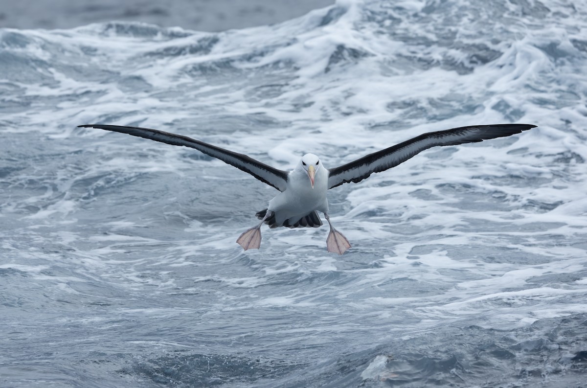 svartbrynalbatross (melanophris) - ML620698816