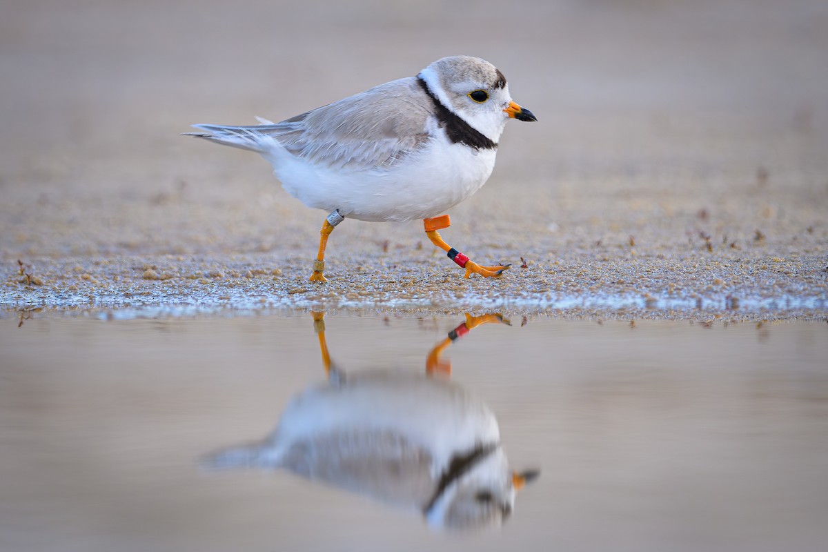 Piping Plover - Ryan Shean