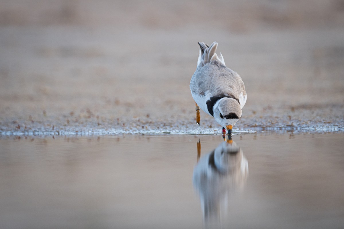 Piping Plover - ML620698818