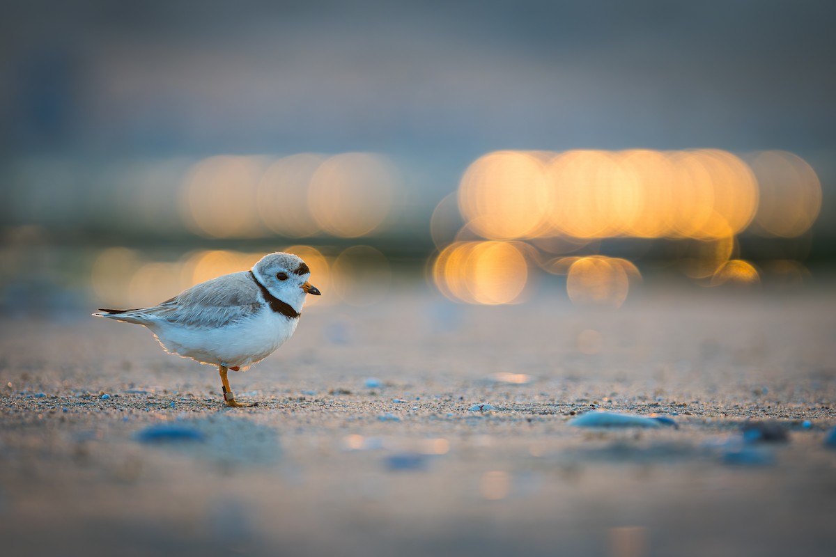 Piping Plover - ML620698819