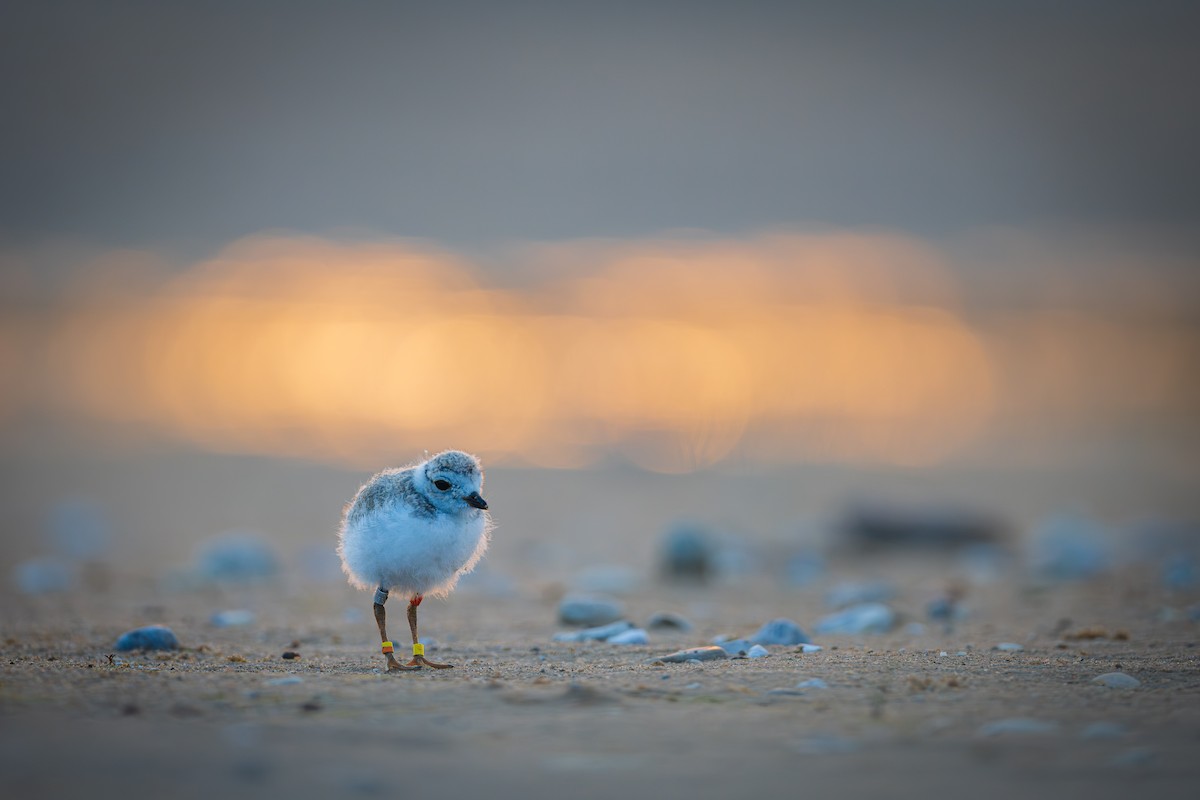 Piping Plover - ML620698820