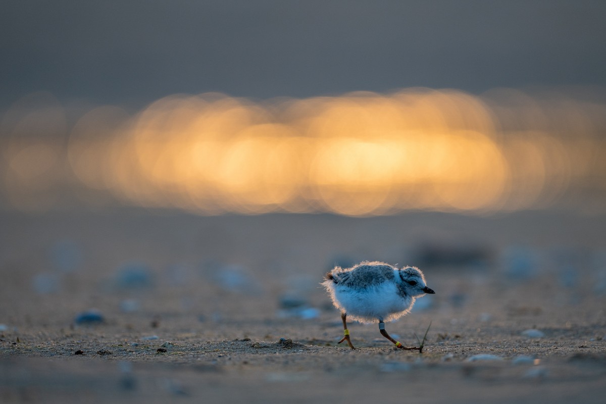Piping Plover - ML620698821