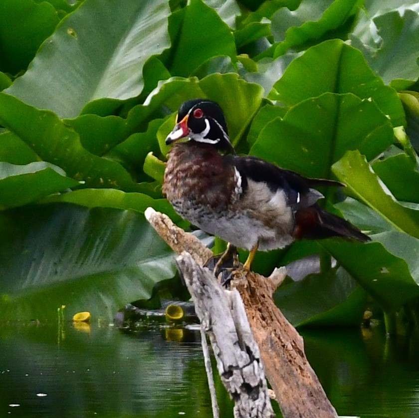 Wood Duck - ML620698823