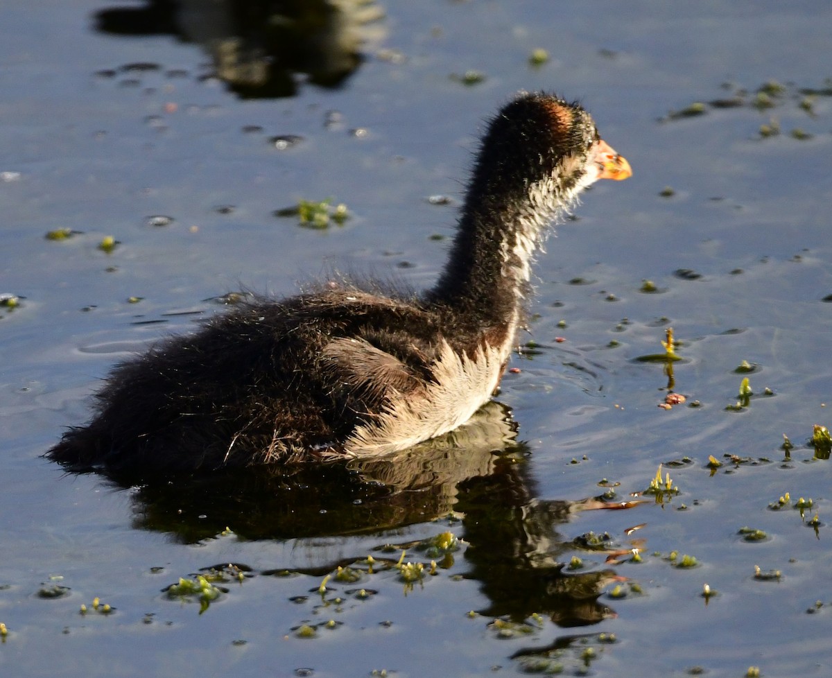 Common Gallinule - ML620698825