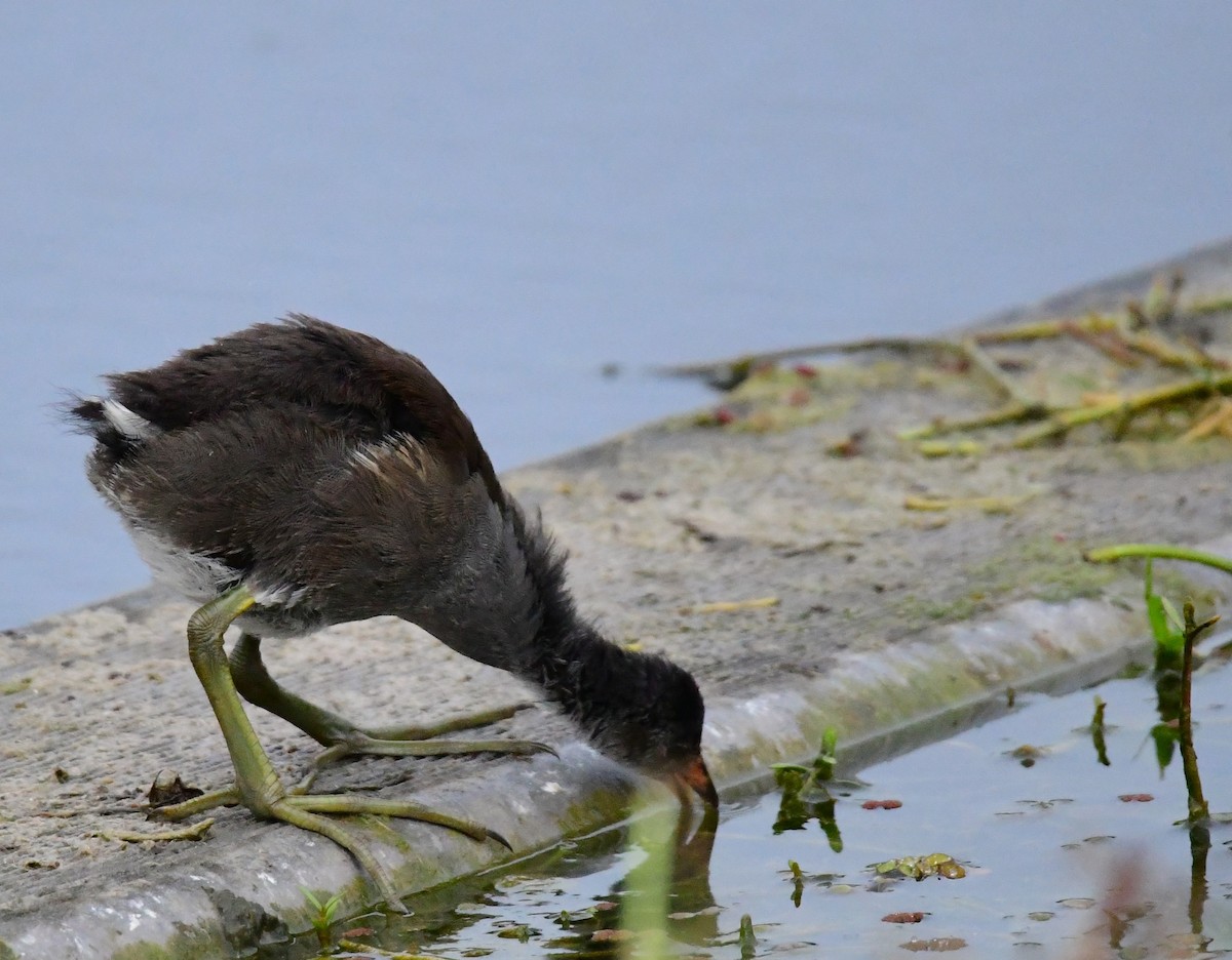 Common Gallinule - mike shaw