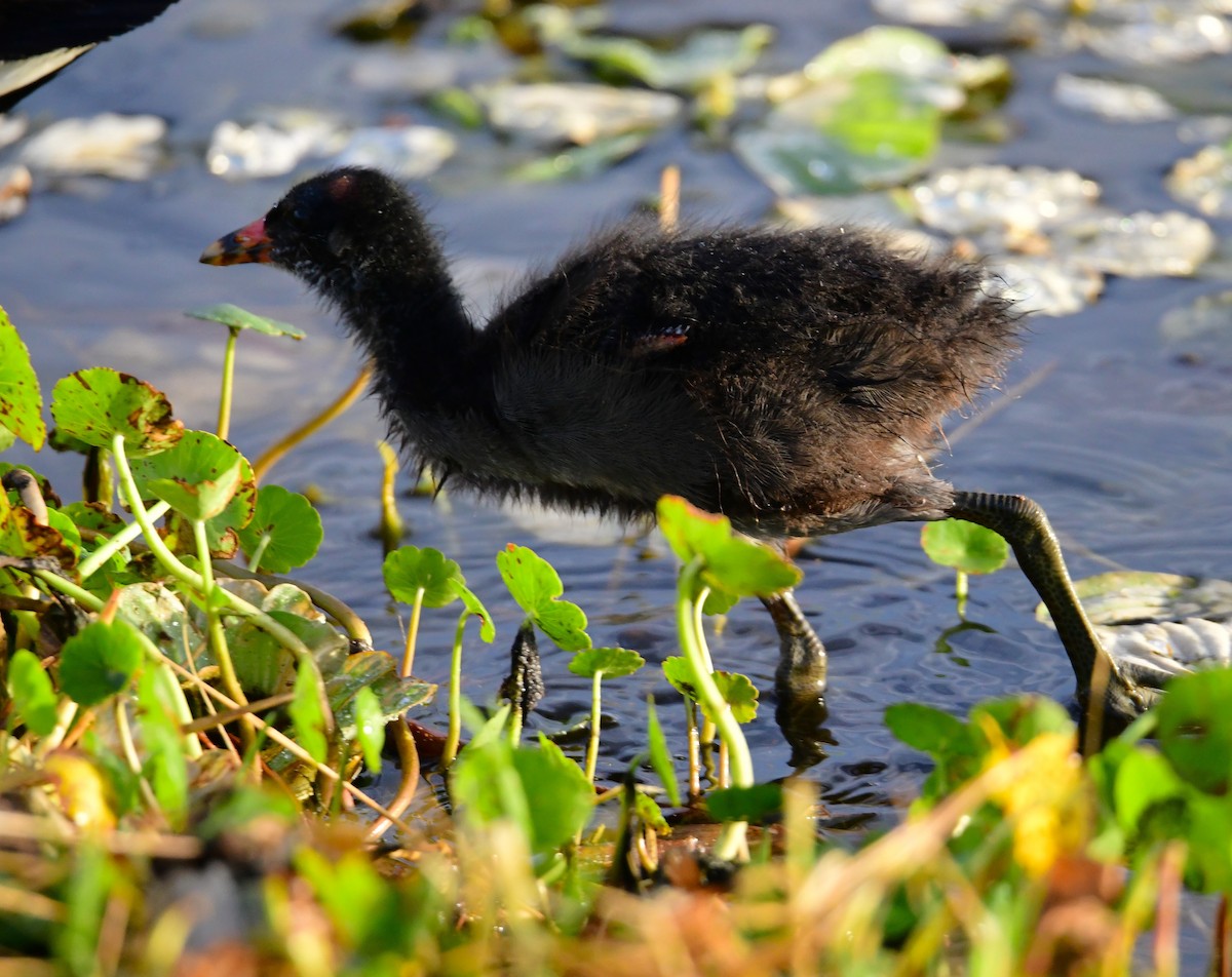 Gallinule d'Amérique - ML620698828