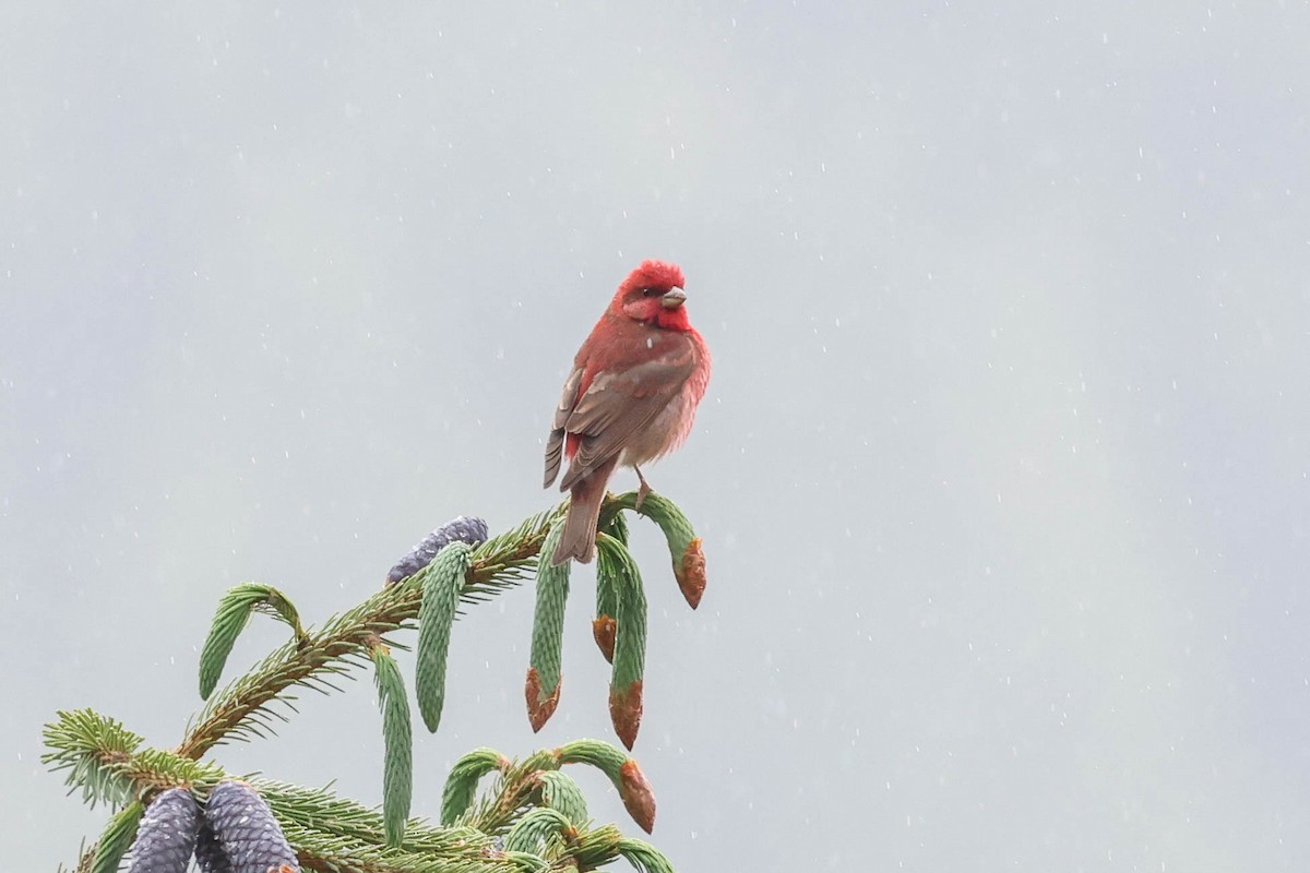 Common Rosefinch - ML620698830