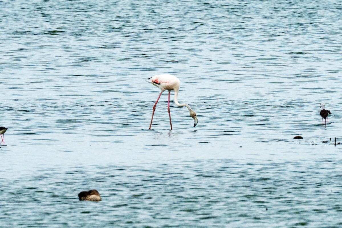 Greater Flamingo - ML620698832