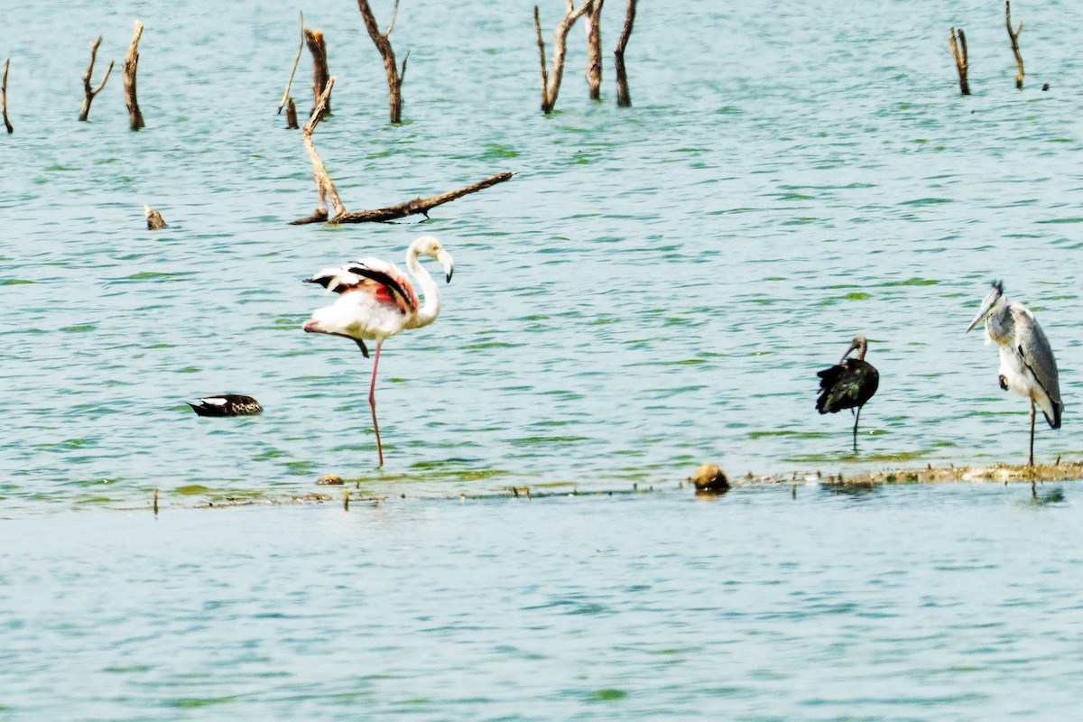 Greater Flamingo - ML620698833