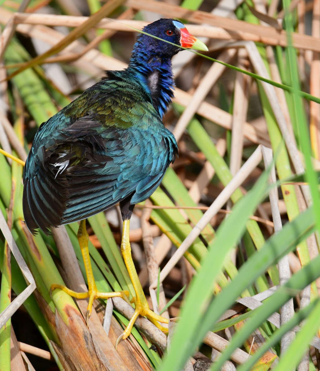 Purple Gallinule - ML620698836