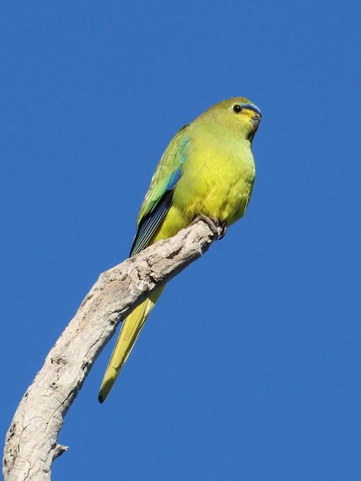 Elegant Parrot - ML620698839