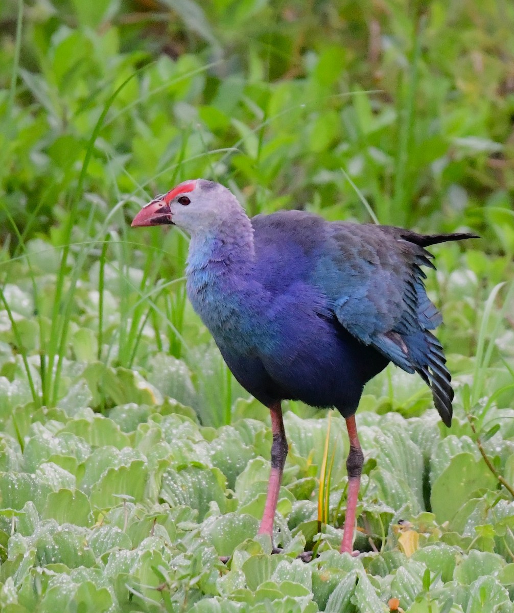 Gray-headed Swamphen - ML620698843