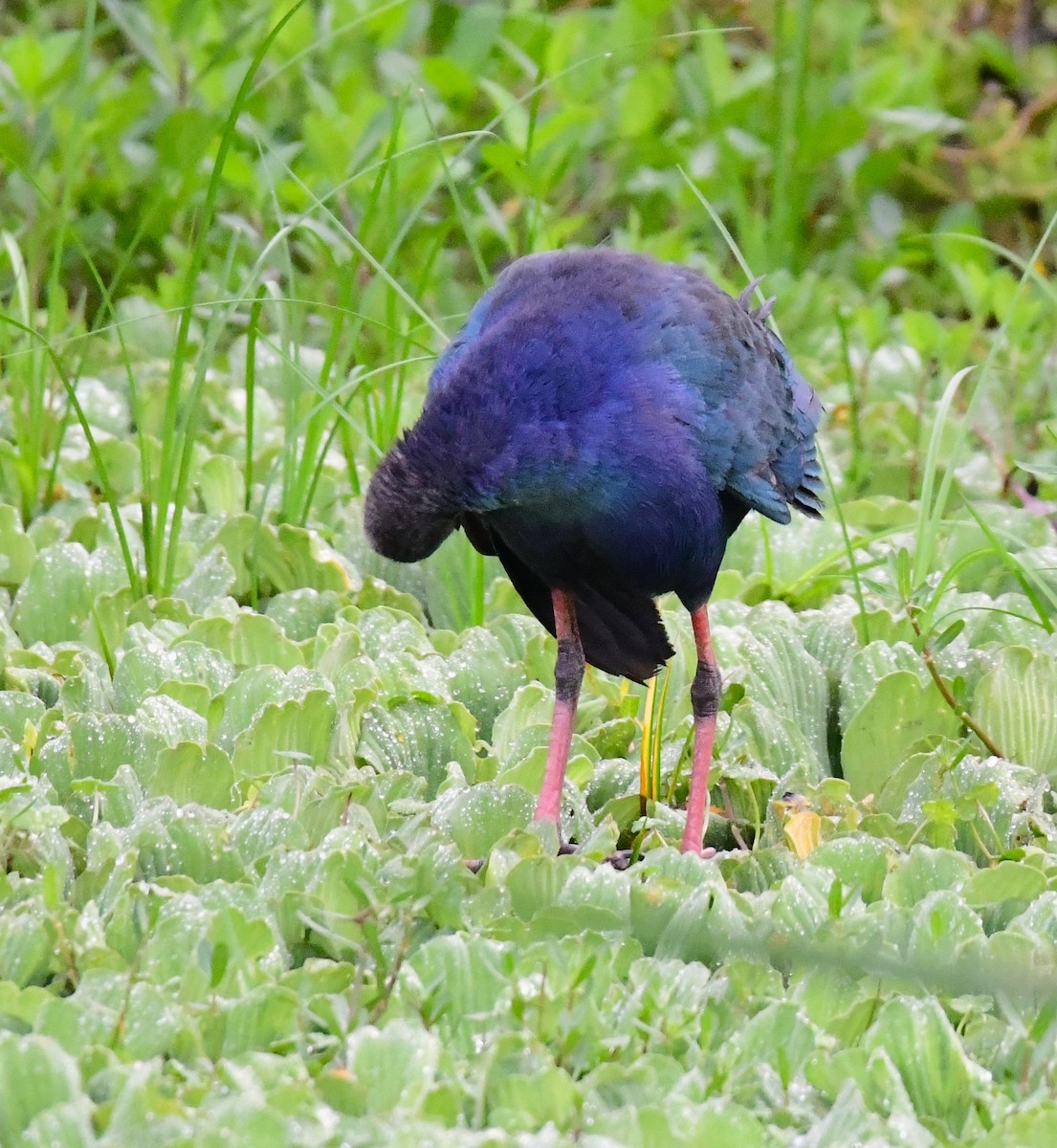 Gray-headed Swamphen - ML620698844