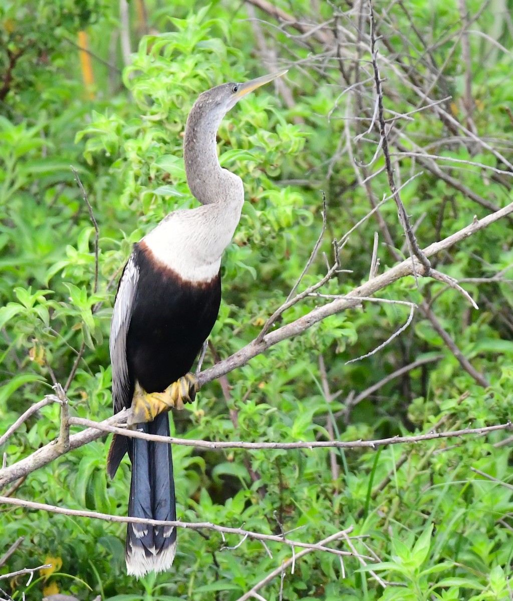 anhinga americká - ML620698852