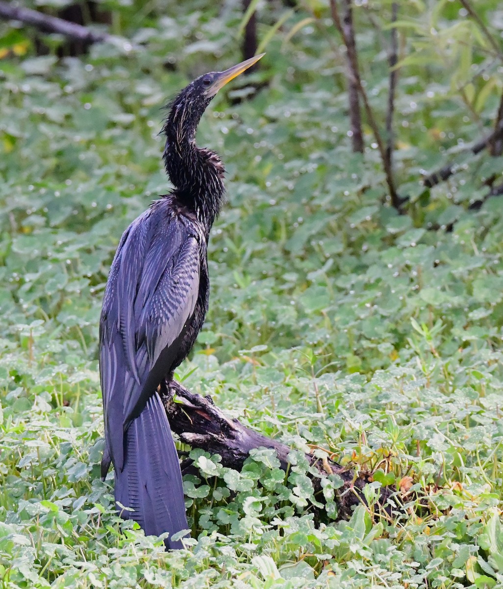 anhinga americká - ML620698853