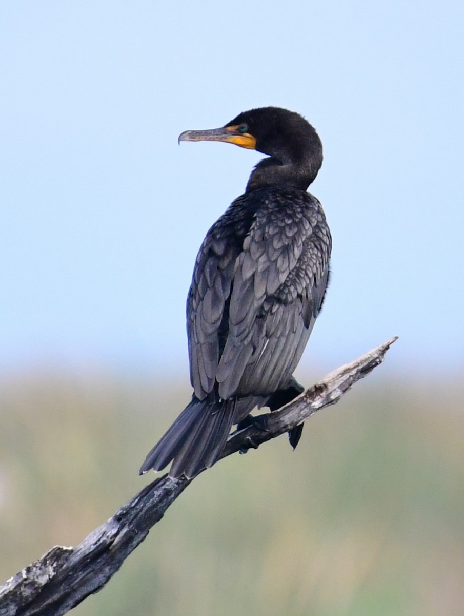 Double-crested Cormorant - mike shaw