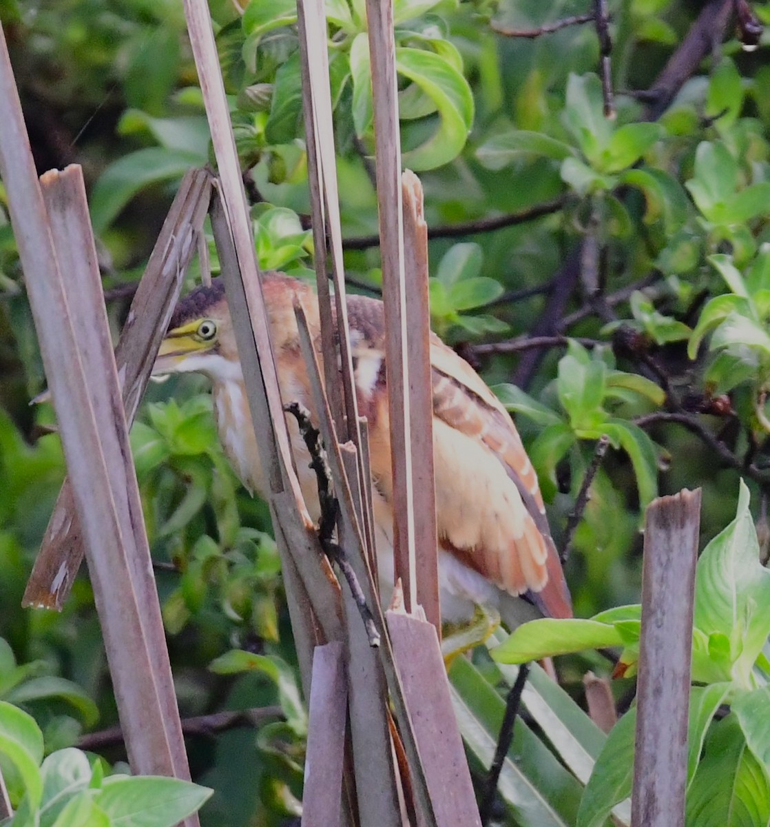 Least Bittern - ML620698869