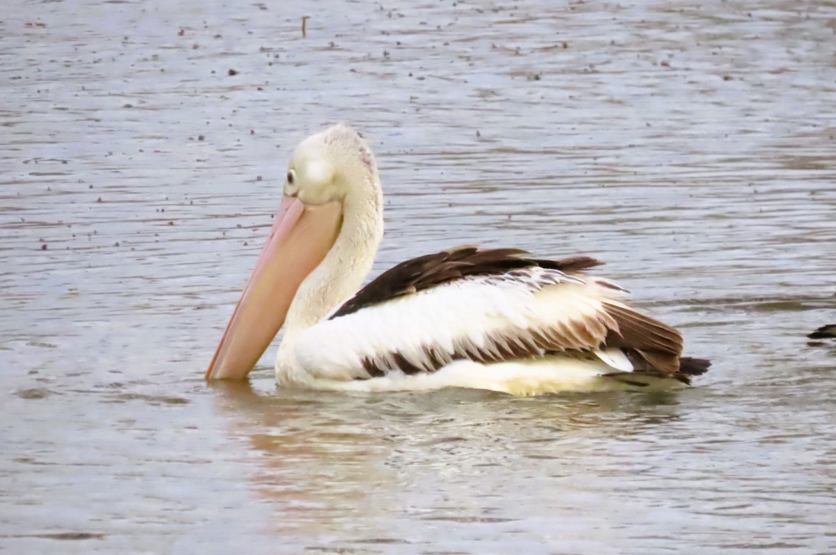 pelikán australský - ML620698871