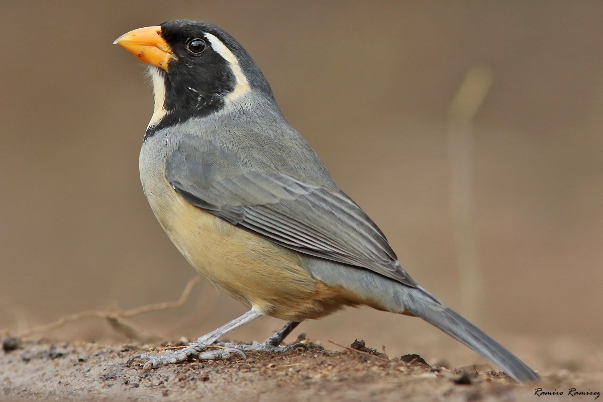 Golden-billed Saltator - ML620698890