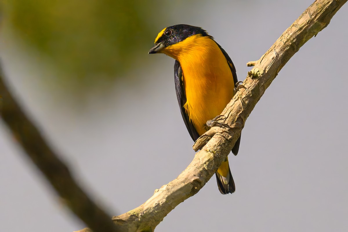 Thick-billed Euphonia - ML620698892