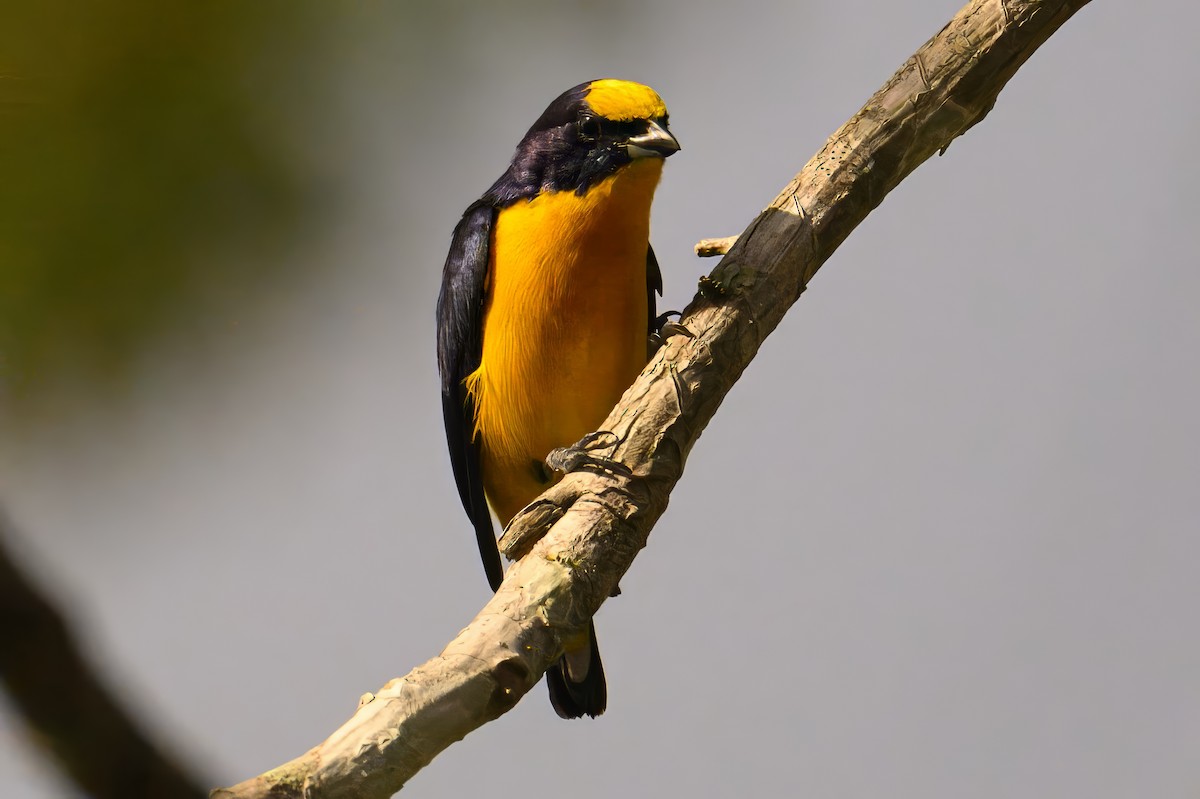 Thick-billed Euphonia - ML620698893