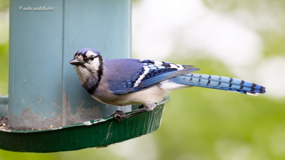 Blue Jay - ML620698894