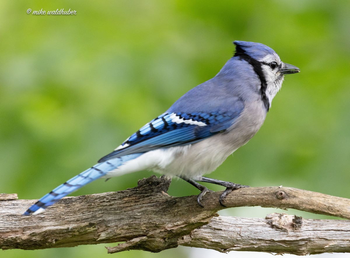 Blue Jay - Mike Waldhuber