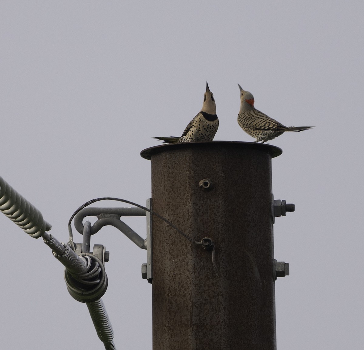 Northern Flicker - ML620698898