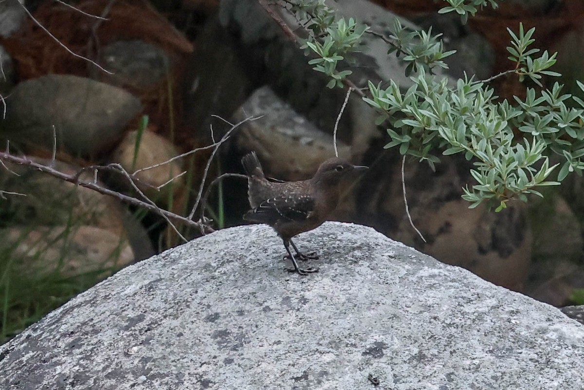 Brown Dipper - ML620698899