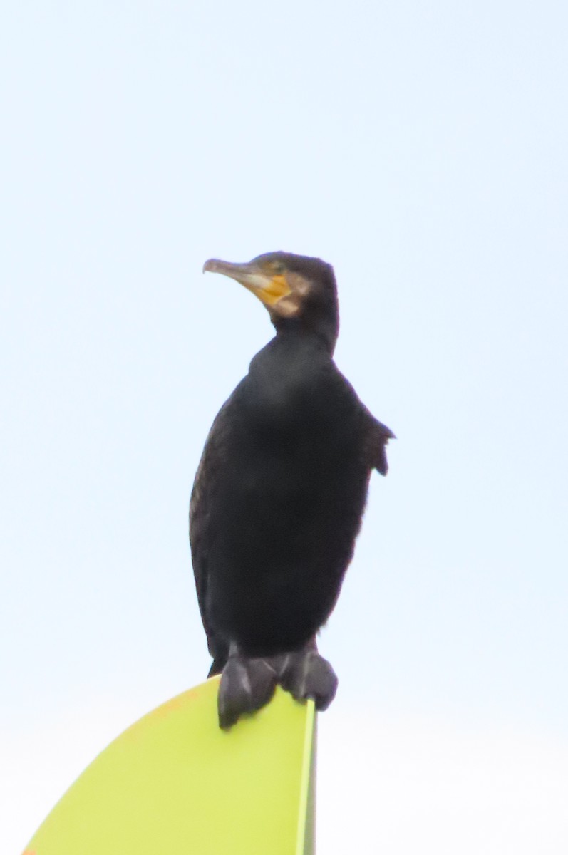 Great Cormorant - ML620698900