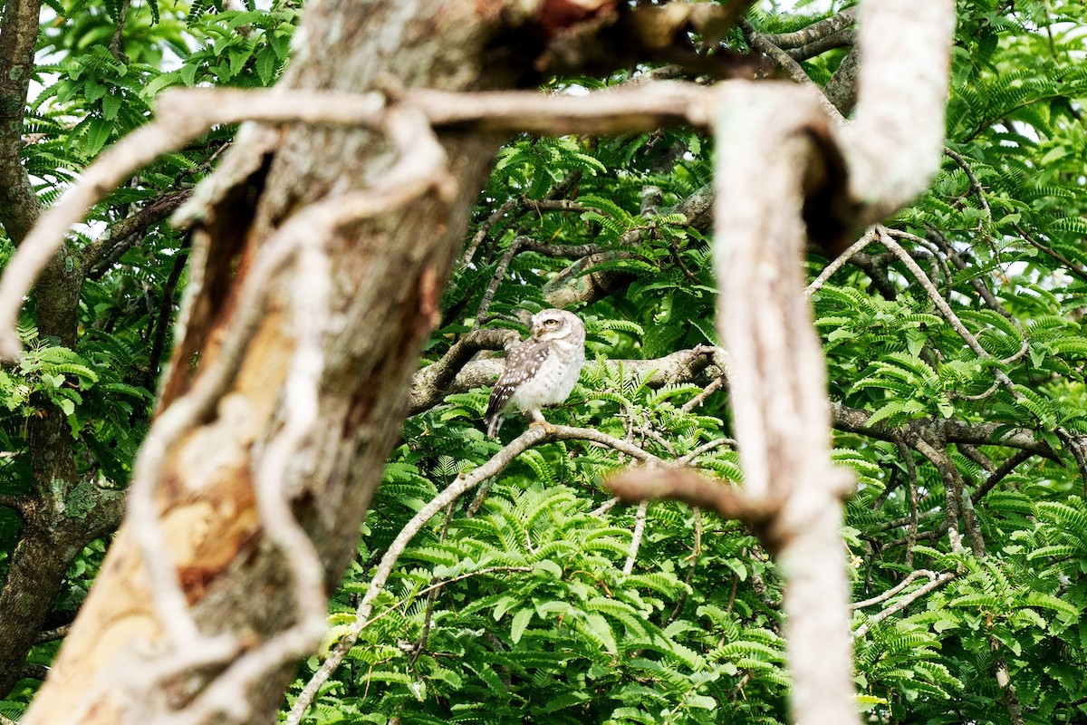 Spotted Owlet - ML620698901