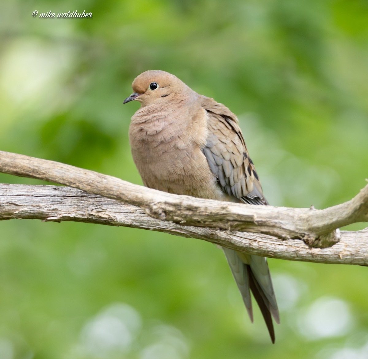 Mourning Dove - ML620698903