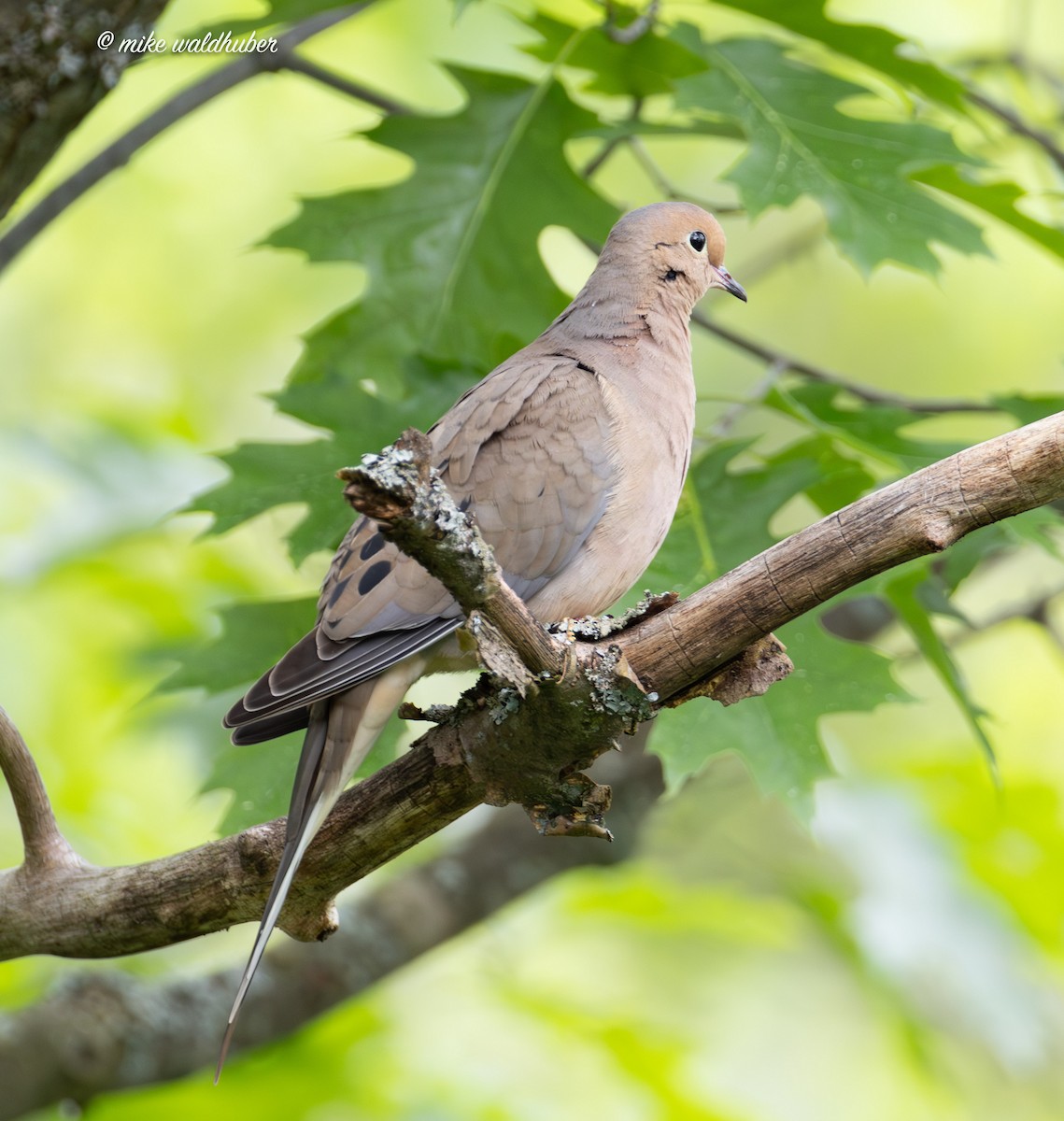 Mourning Dove - Mike Waldhuber