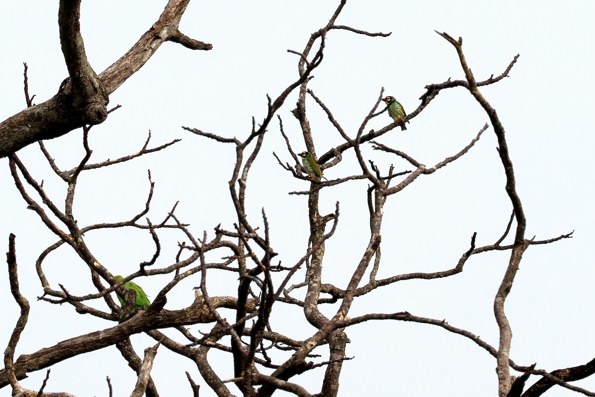 Coppersmith Barbet - ML620698905