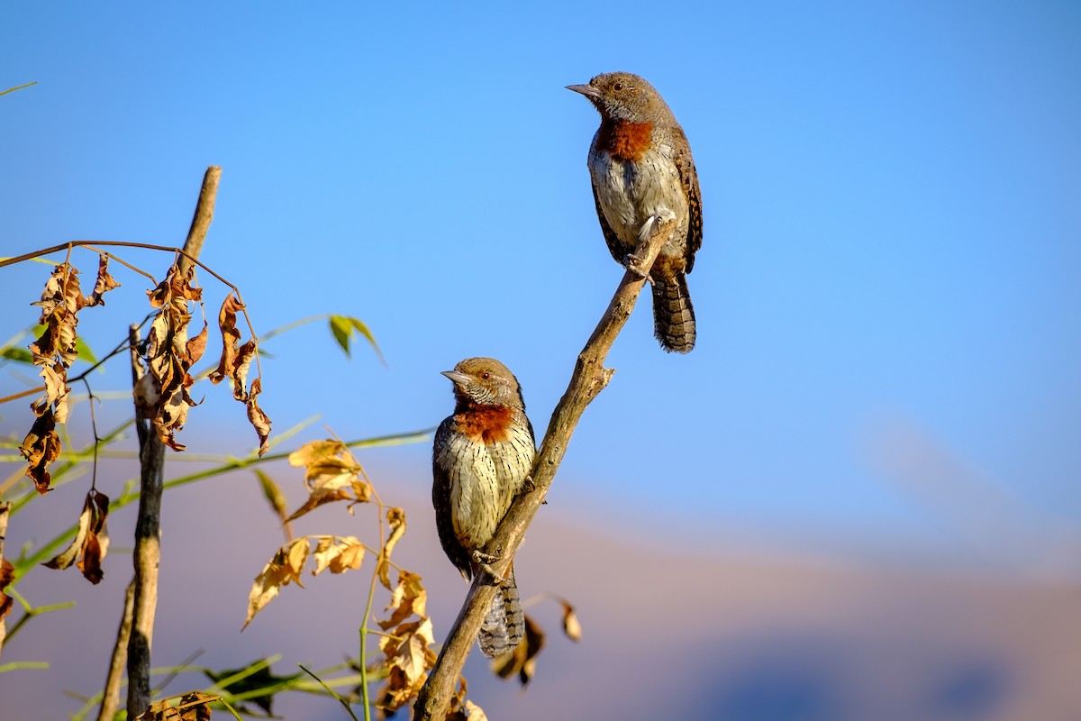 Rufous-necked Wryneck - ML620698906