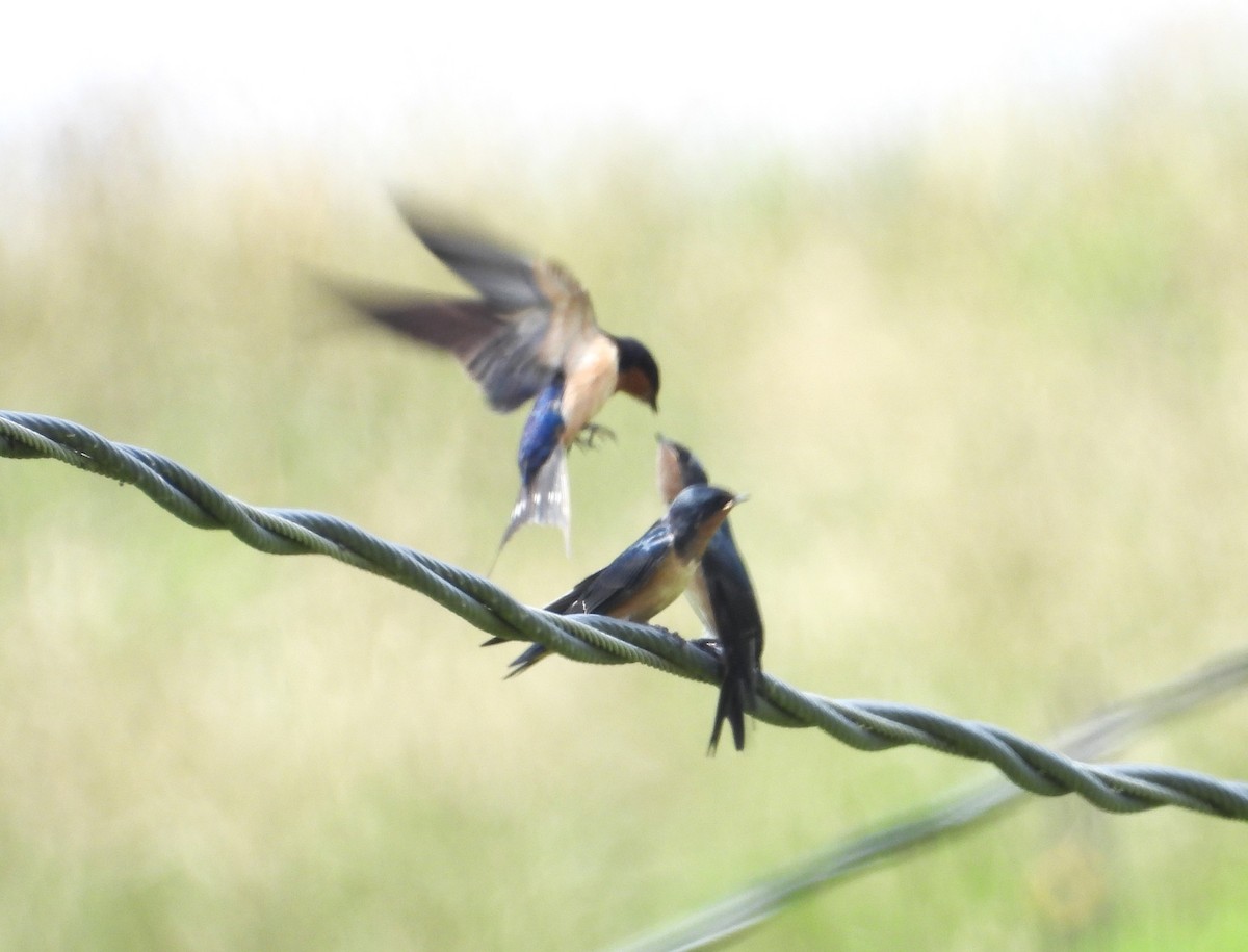 Barn Swallow - ML620698907