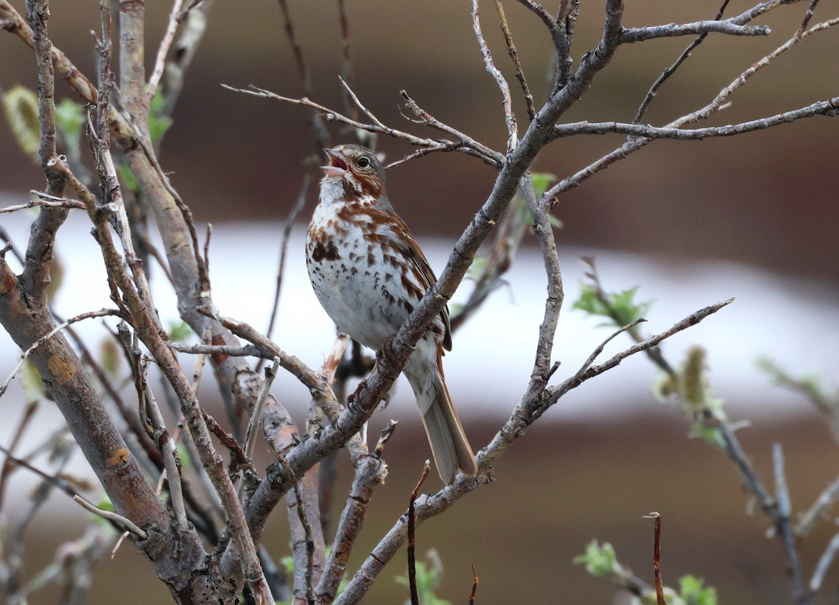 Fox Sparrow - ML620698909