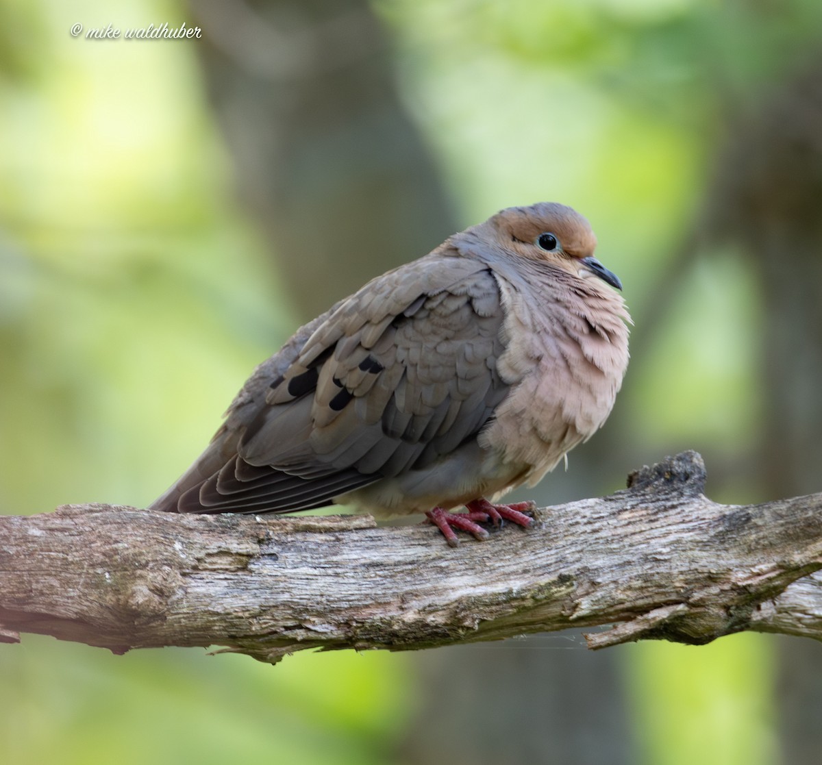 Mourning Dove - ML620698911