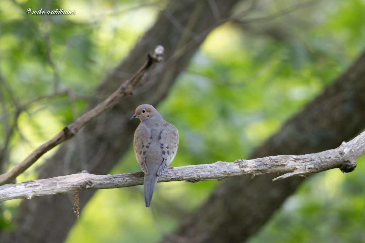 Mourning Dove - ML620698912