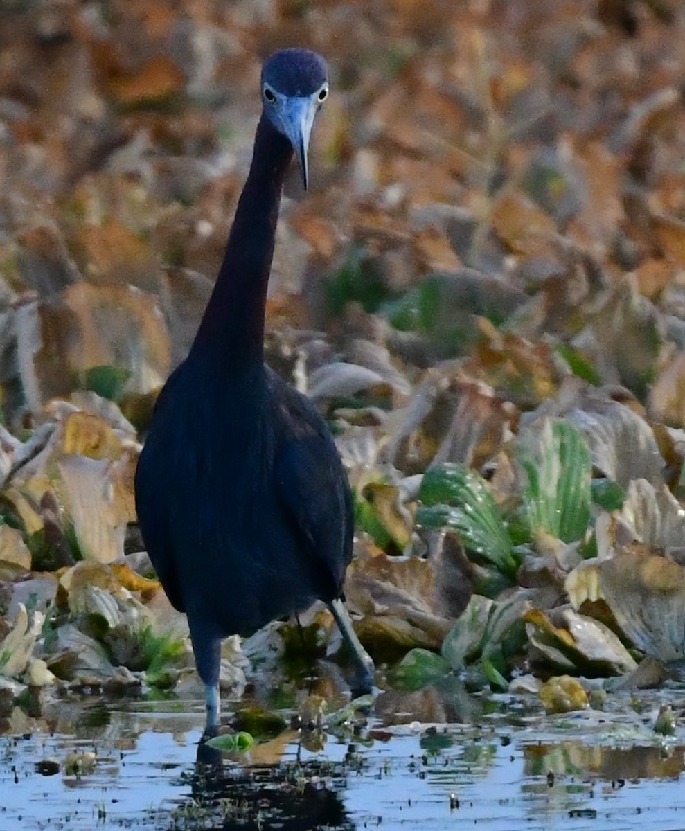 Little Blue Heron - ML620698916