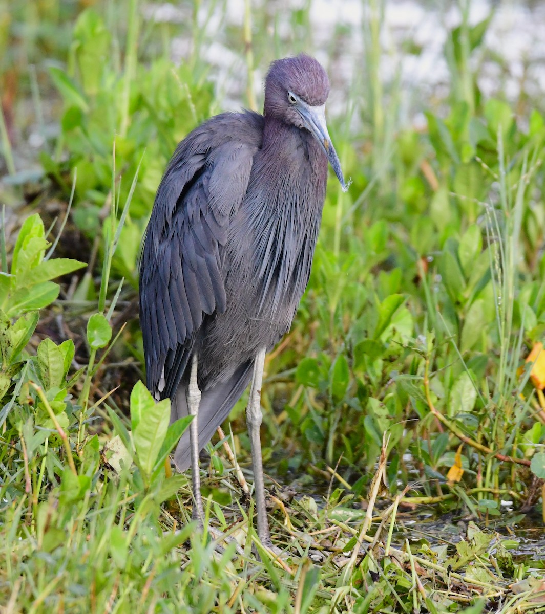 Little Blue Heron - ML620698919