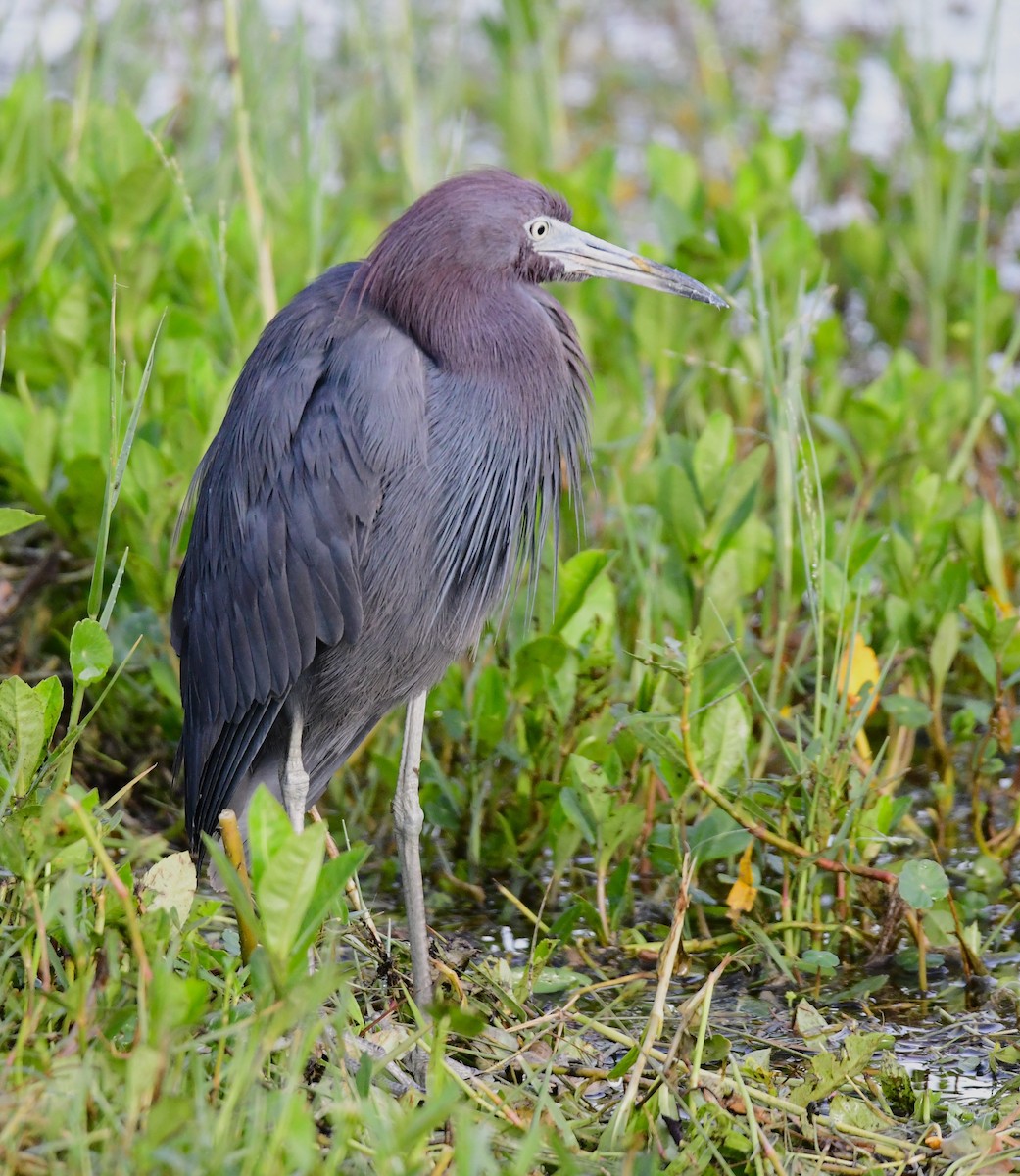 Little Blue Heron - ML620698920