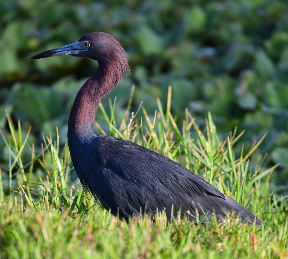 Little Blue Heron - ML620698921