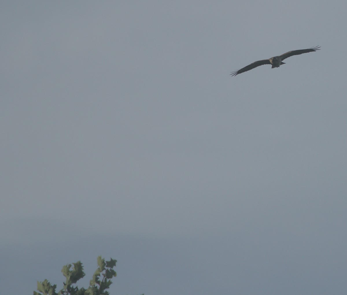 Common Buzzard - ML620698923