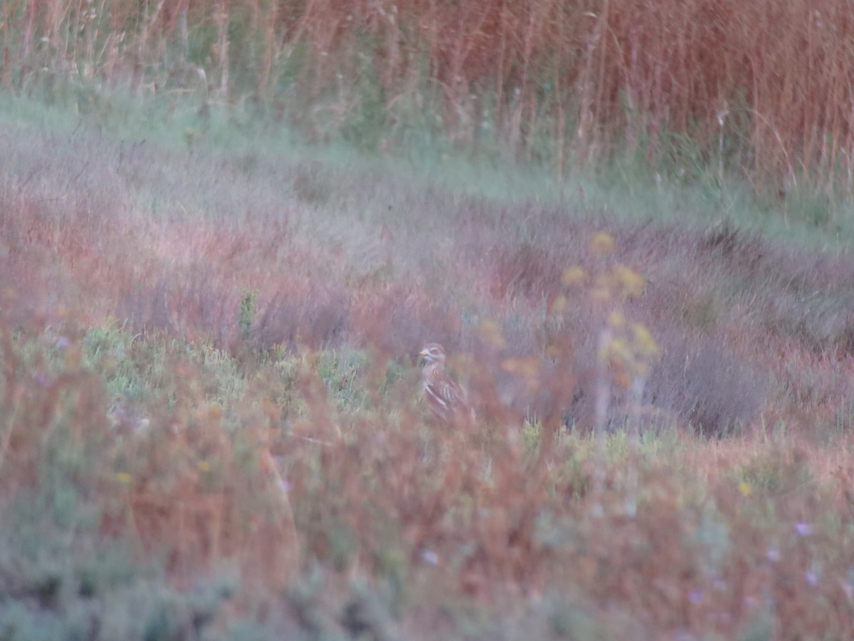 Eurasian Thick-knee - ML620698924